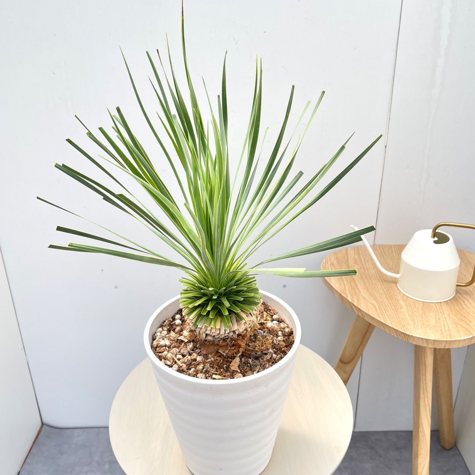 ユッカ　ロストラータ　サファイアスカイズ　16【現品】 ☆希少☆ 観葉植物　7号