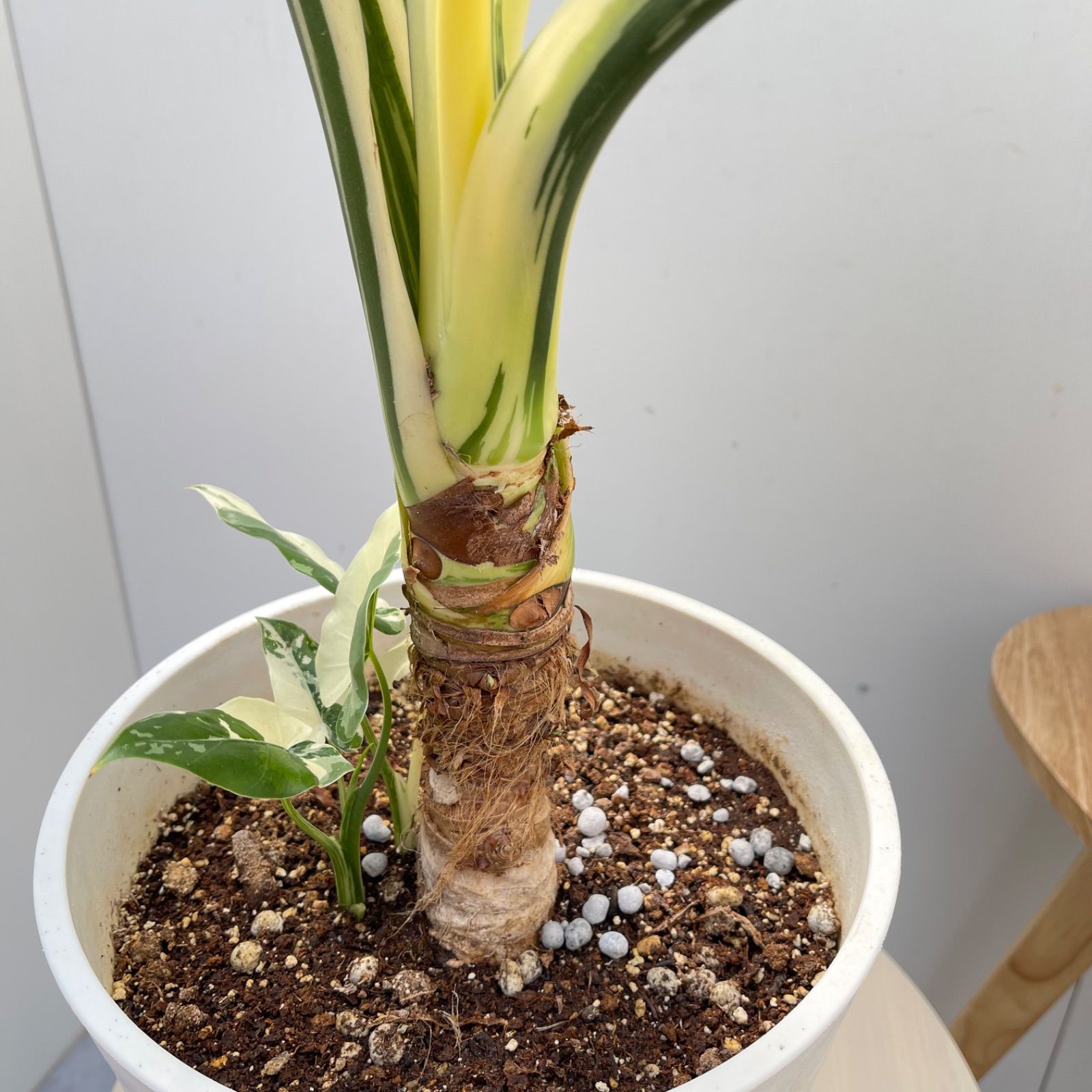 希少観葉 クワズイモ 斑入り 室内 ヤ117 斑入り クワズイモ Alocasia 