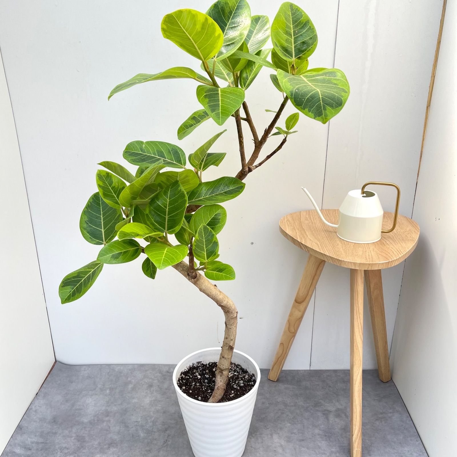 フィカス アルテシマ 曲がり 29【現品】観葉植物 室内 大型 - メルカリ
