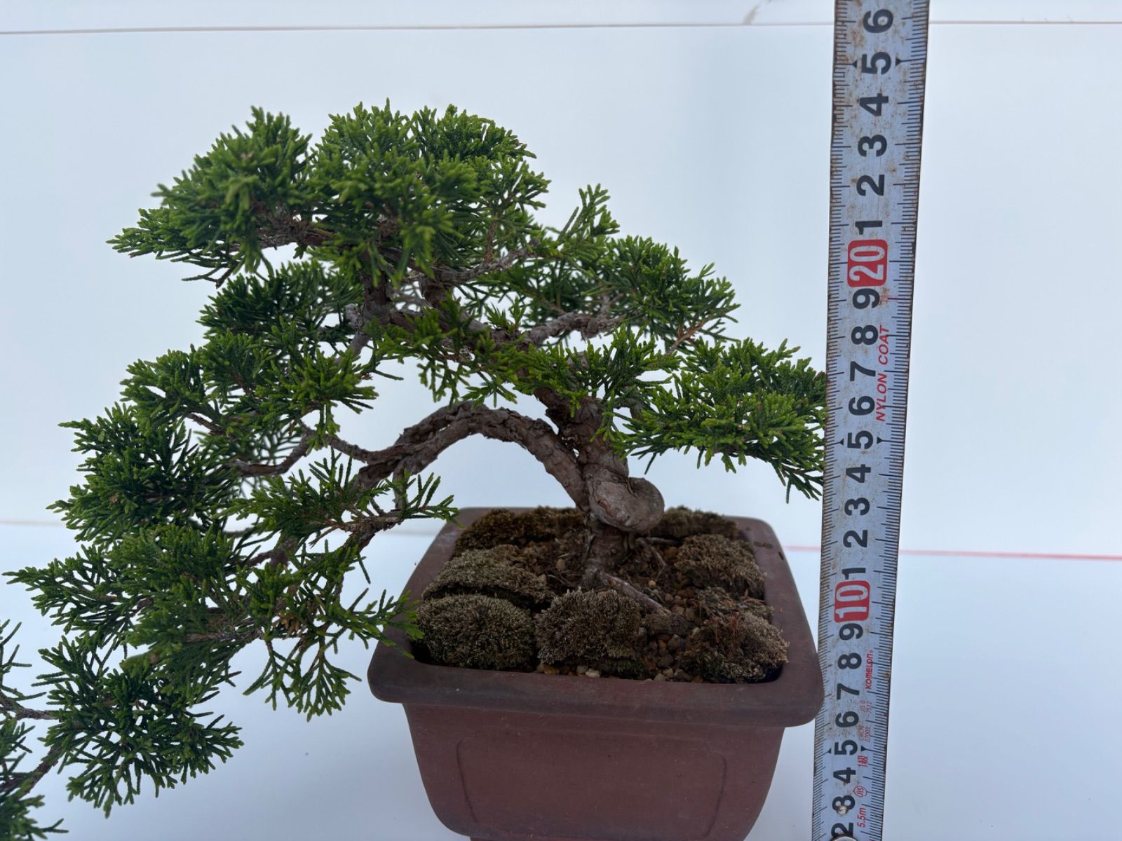真柏盆栽 懸崖風 真柏 盆栽 小品盆栽 懸崖風 模様木 樹高約14cm 友樹園 - メルカリ