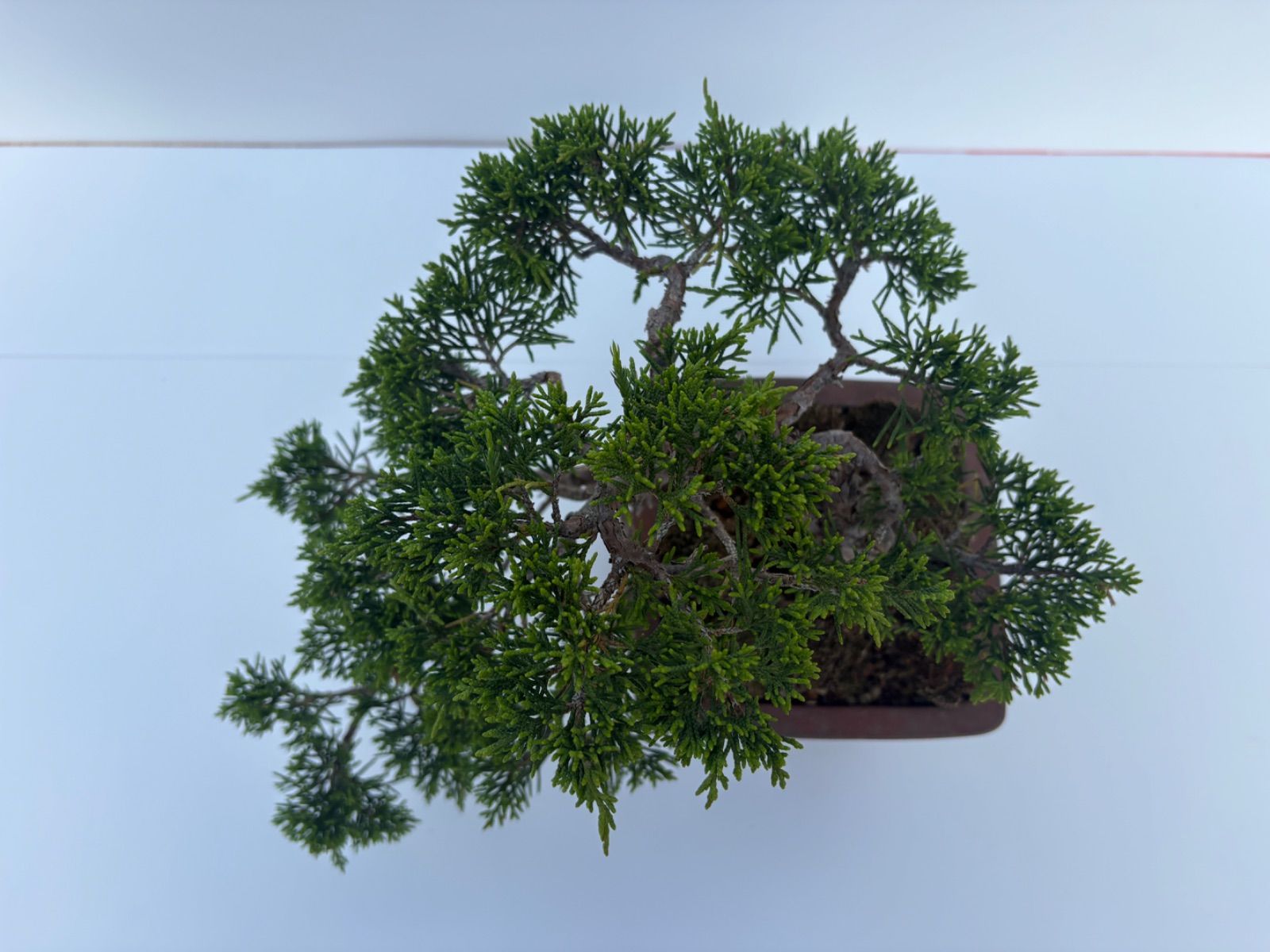 真柏 盆栽 小品盆栽 懸崖風 模様木 樹高約14cm 友樹園 - メルカリ