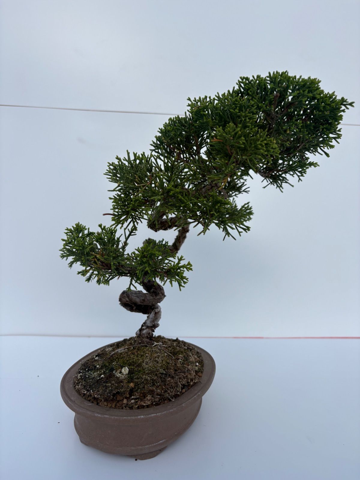 真柏 盆栽 小品盆栽 捻転幹 文人木 樹高約23cm 友樹園 - メルカリ