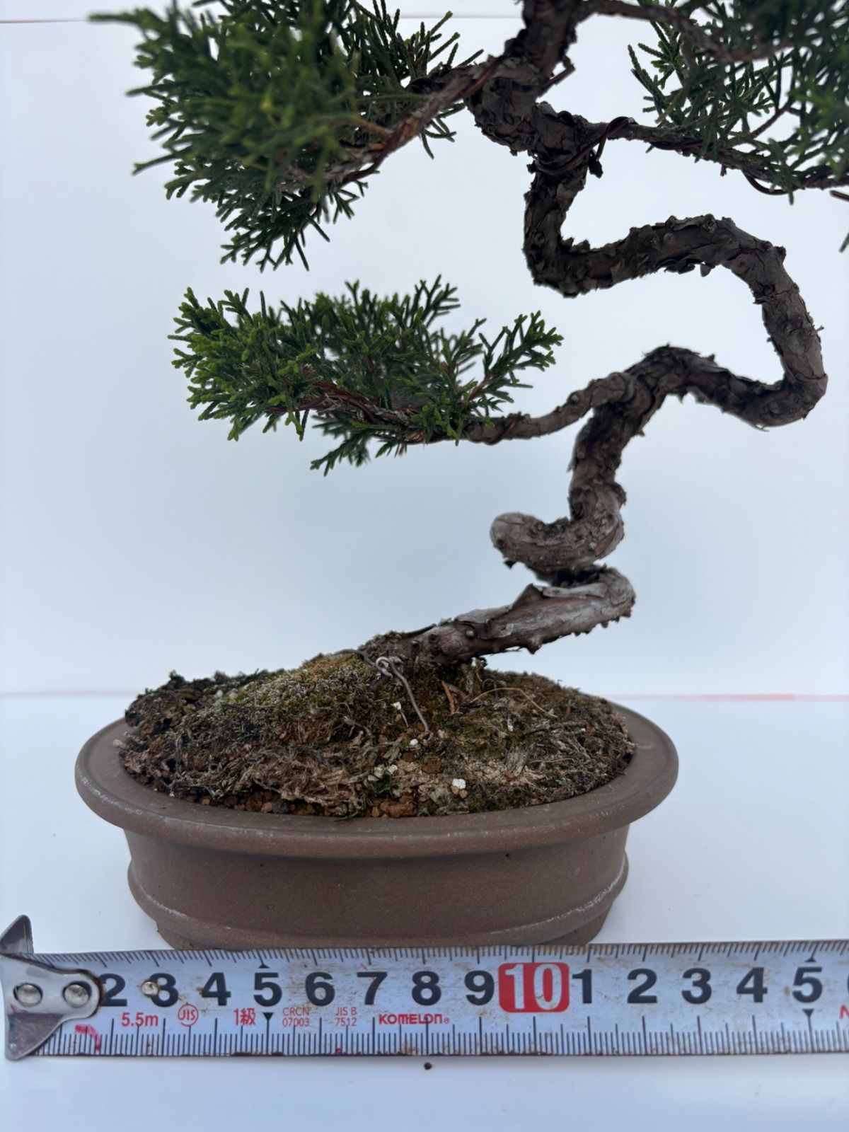 真柏 盆栽 小品盆栽 捻転幹 文人木 樹高約23cm 友樹園 - メルカリ