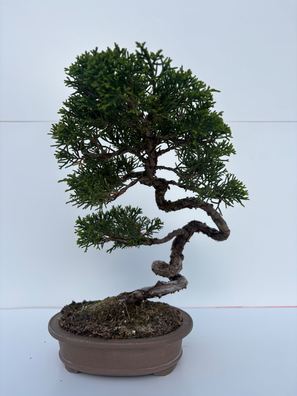真柏 盆栽 小品盆栽 捻転幹 文人木 樹高約23cm 友樹園 - メルカリ