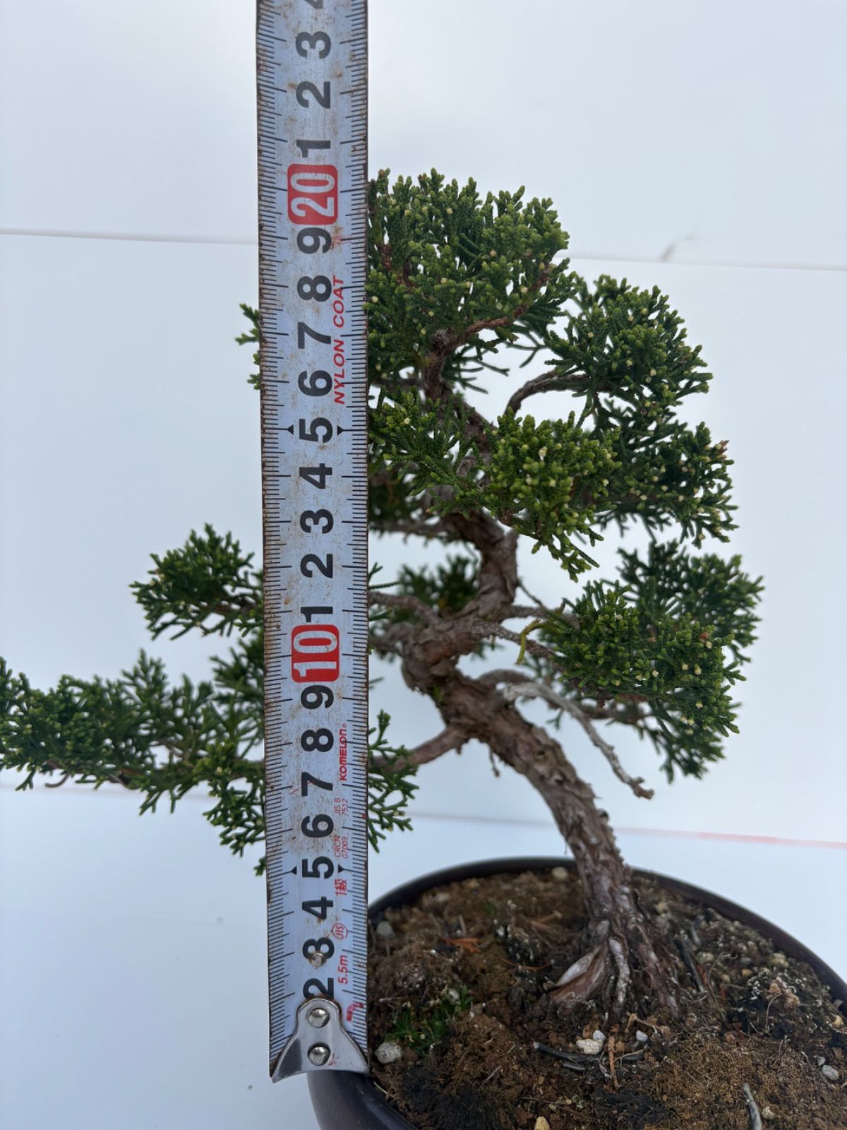 真柏 盆栽 小品盆栽 模様木 黒鉢 樹高約22cm 友樹園 【公式通販】