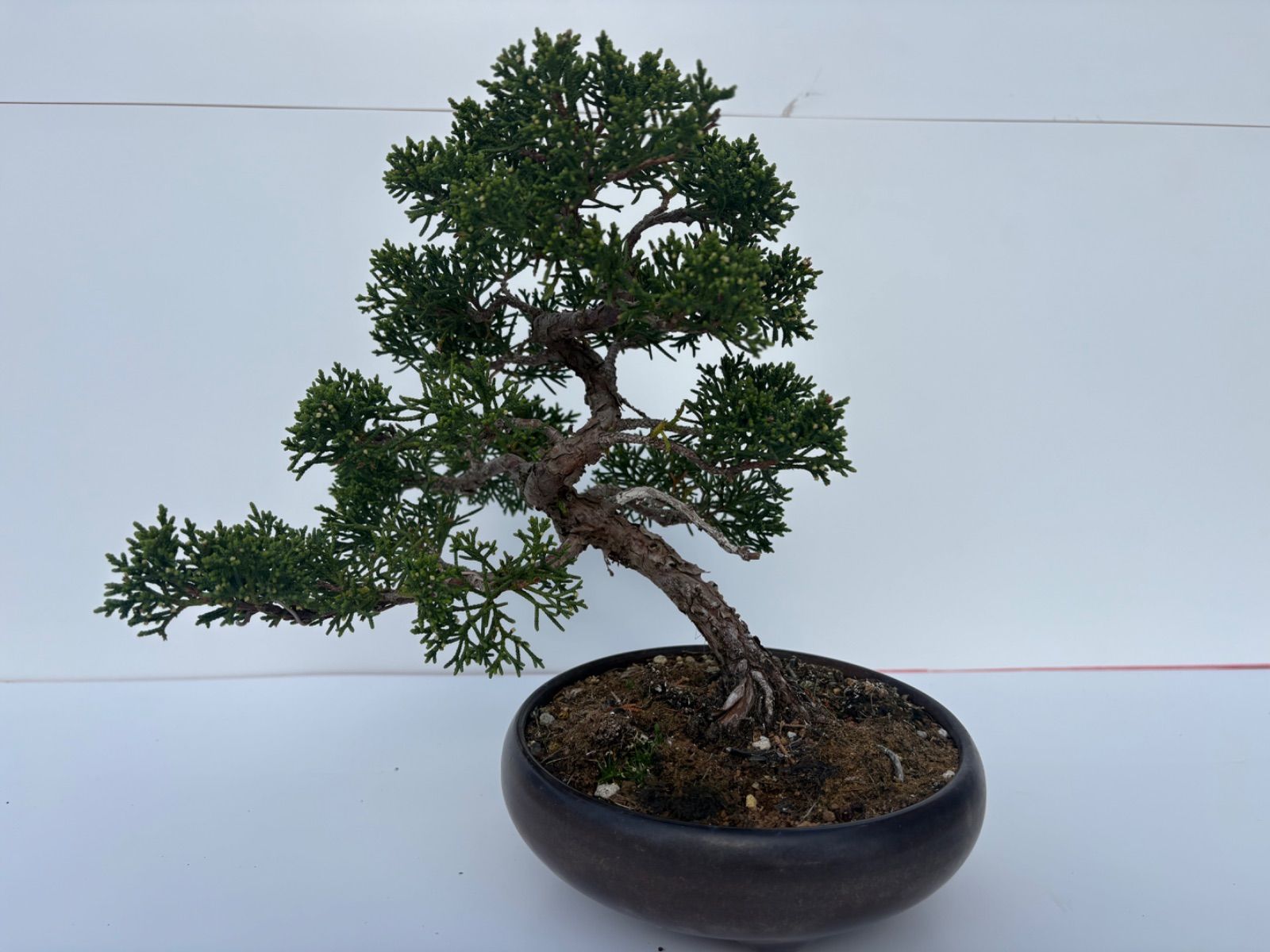 真柏　小品盆栽 真柏 盆栽 小品盆栽 模様木 黒鉢 樹高約22cm 友樹園 【公式通販】