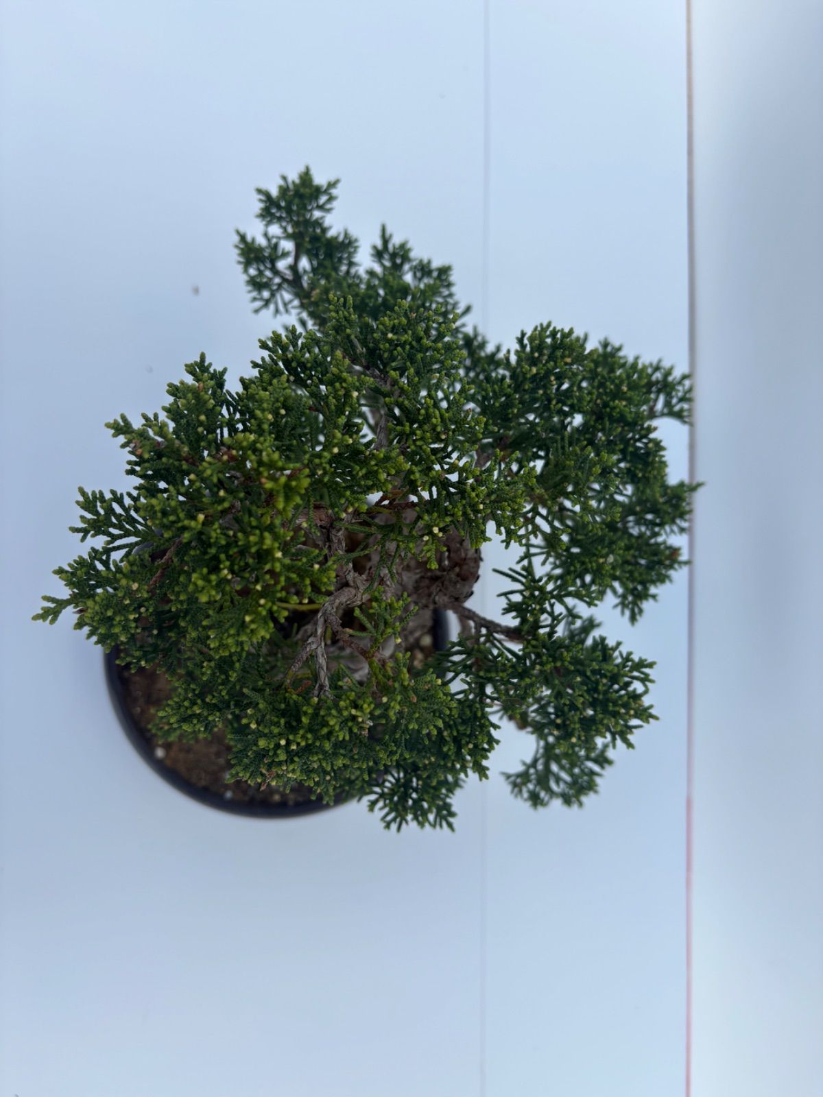 真柏 盆栽 小品盆栽 模様木 黒鉢 樹高約22cm 友樹園 【公式通販】