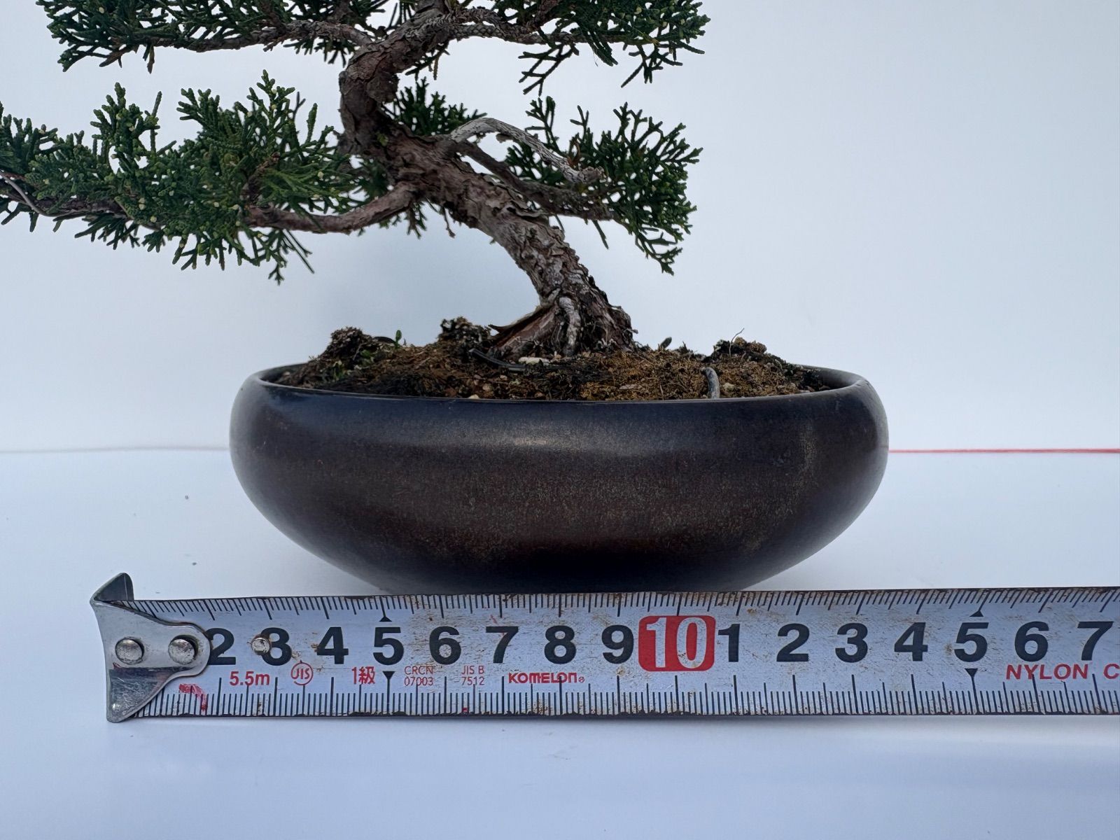 真柏　小品盆栽 真柏 盆栽 小品盆栽 模様木 黒鉢 樹高約22cm 友樹園 【公式通販】