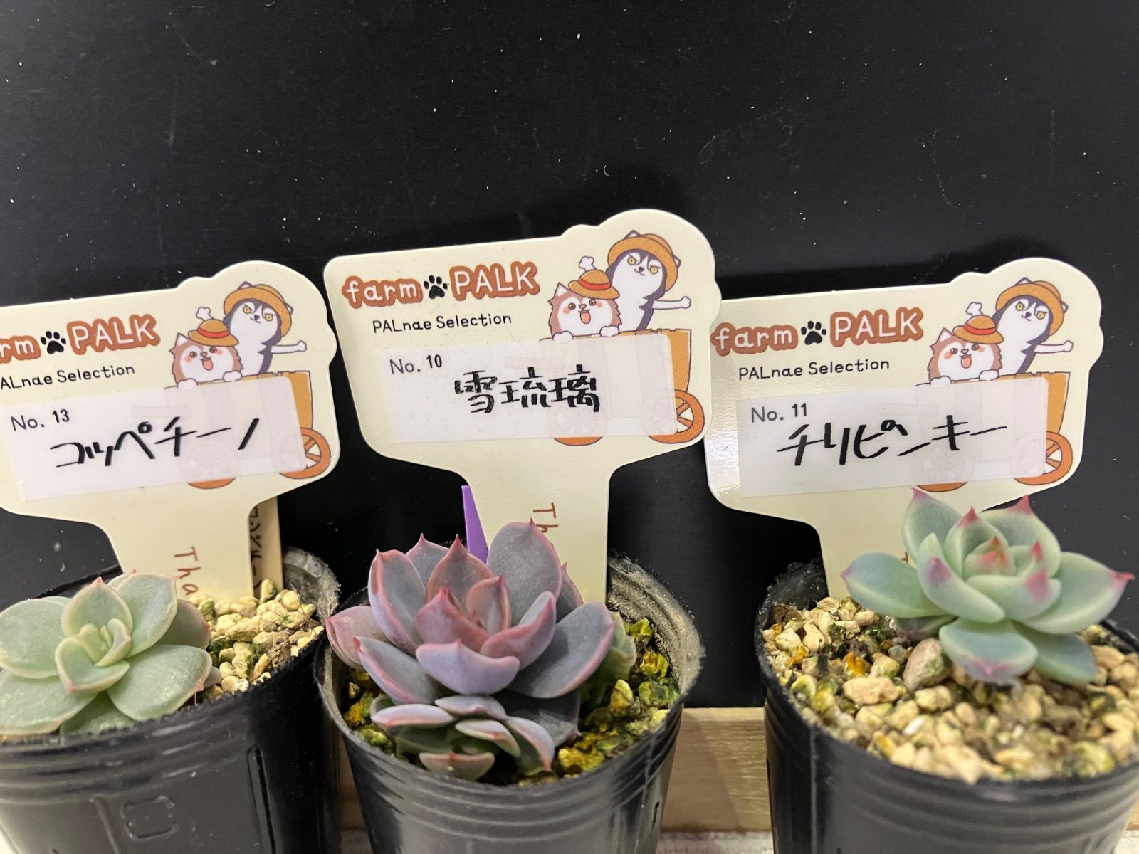 farm PALKさん苗 mini苗 3点セット 札なし ポットごと発送 - メルカリ