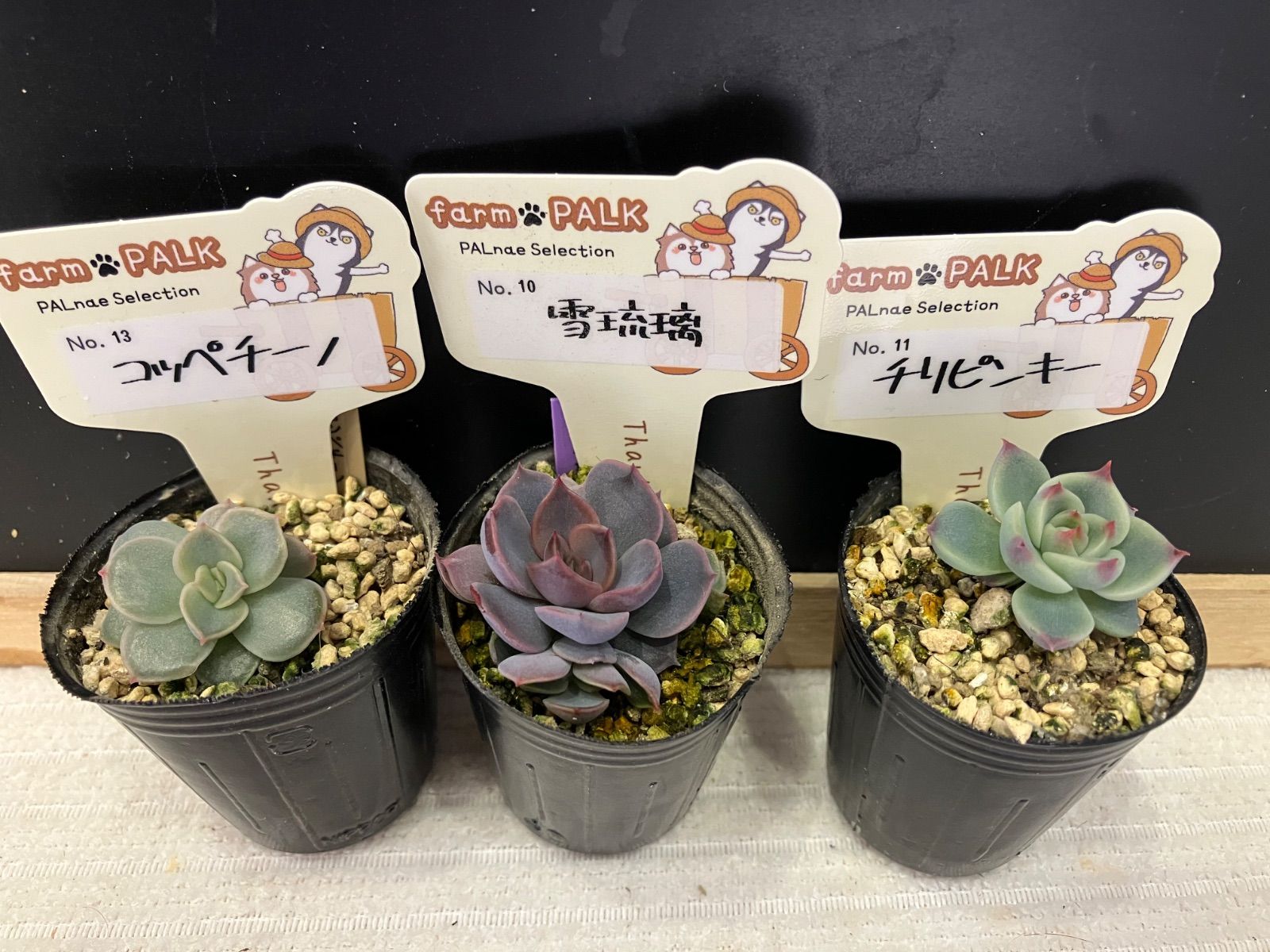 farm PALKさん苗 mini苗 3点セット 札なし ポットごと発送 - メルカリ