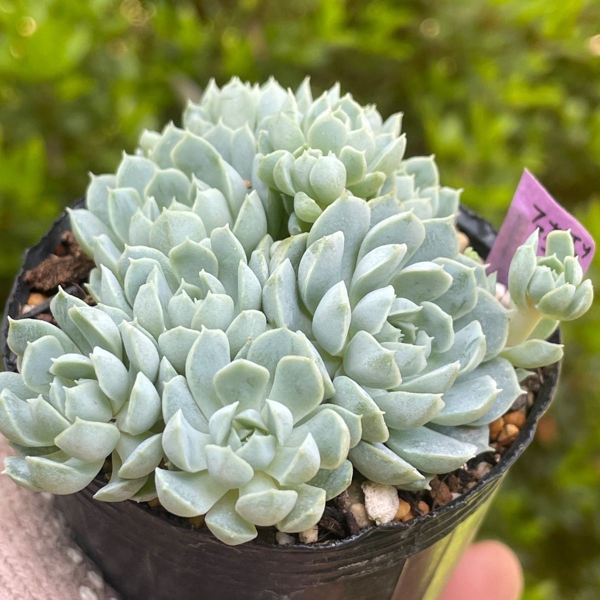 多肉植物♡ボールオブファット❤︎抜き苗(根付き) - メルカリ