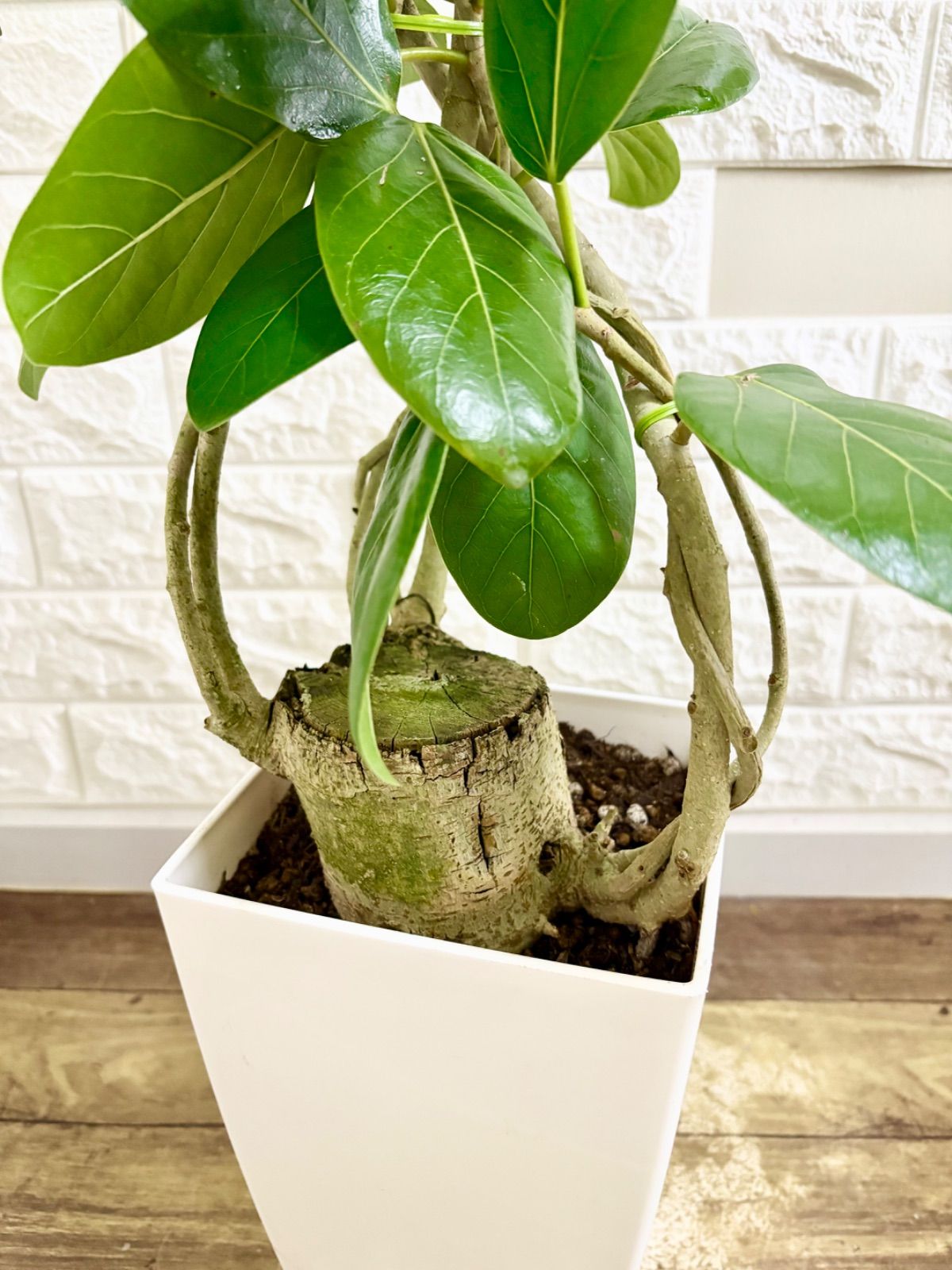 大型　フィカス　ベンガレンシス　菩提樹　S字　10号　陶器鉢　植え込み 太い  ベンガレンシス 大型 フィカス ベンガレンシス 菩提樹 S字 10