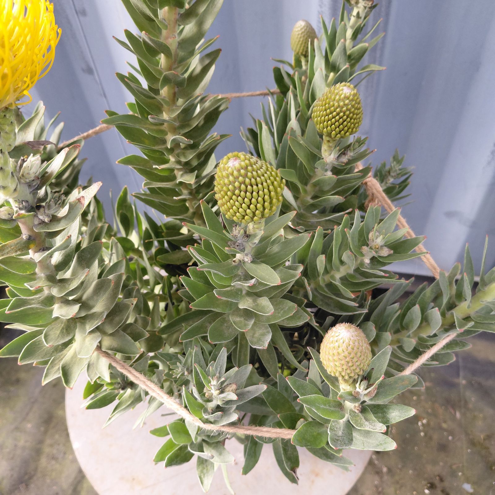 リューコスペルマム・カーニバルイエロー ☆7号鉢現品ピンクッション