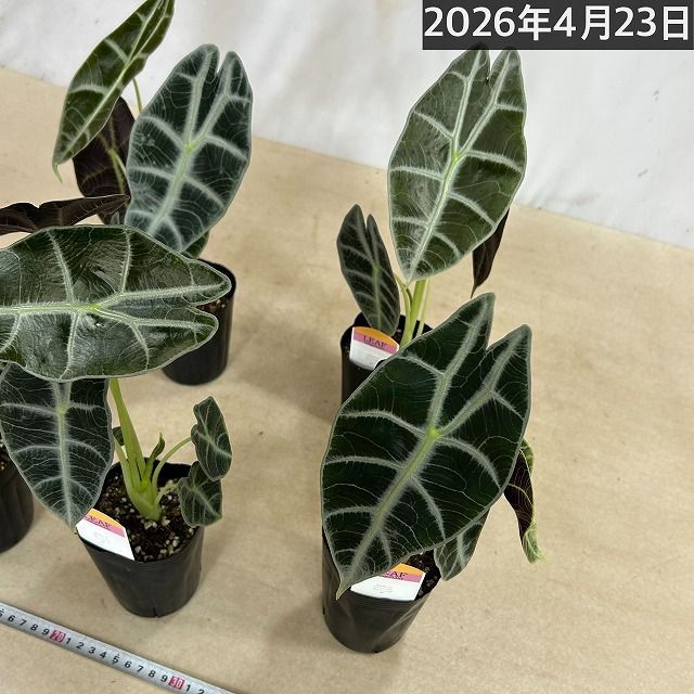 アロカシア ワトソニアライトニング 3号ロングポット※葉傷みあり 観葉