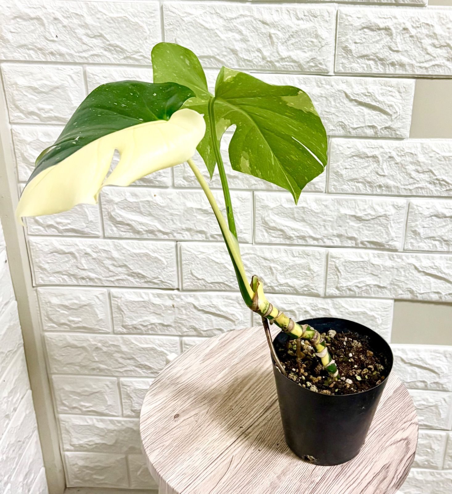 斑入りモンステラ⭐️タイコンステレーション 幹立ち⭐️観葉植物