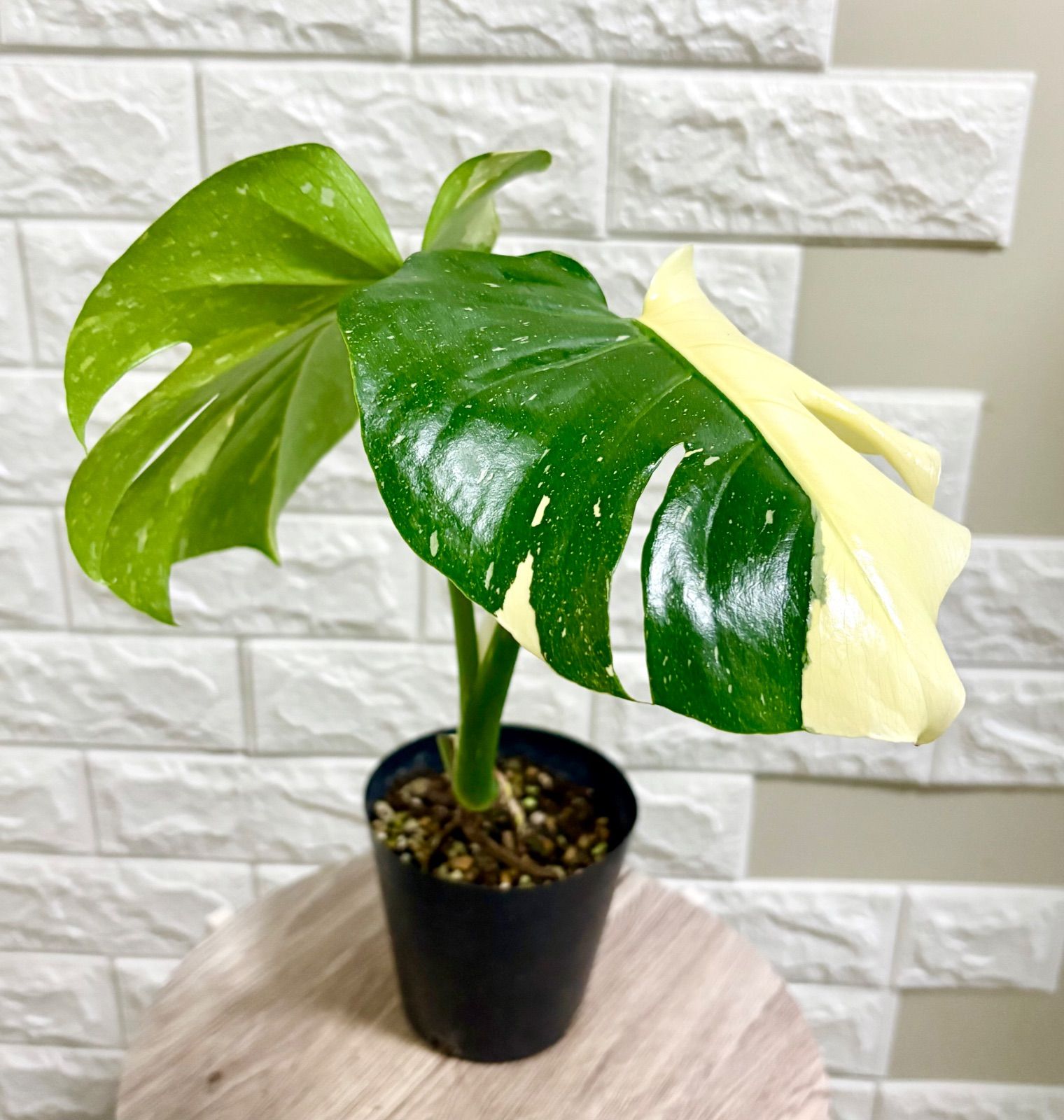 斑入りモンステラ⭐️タイコンステレーション 幹立ち⭐️観葉植物