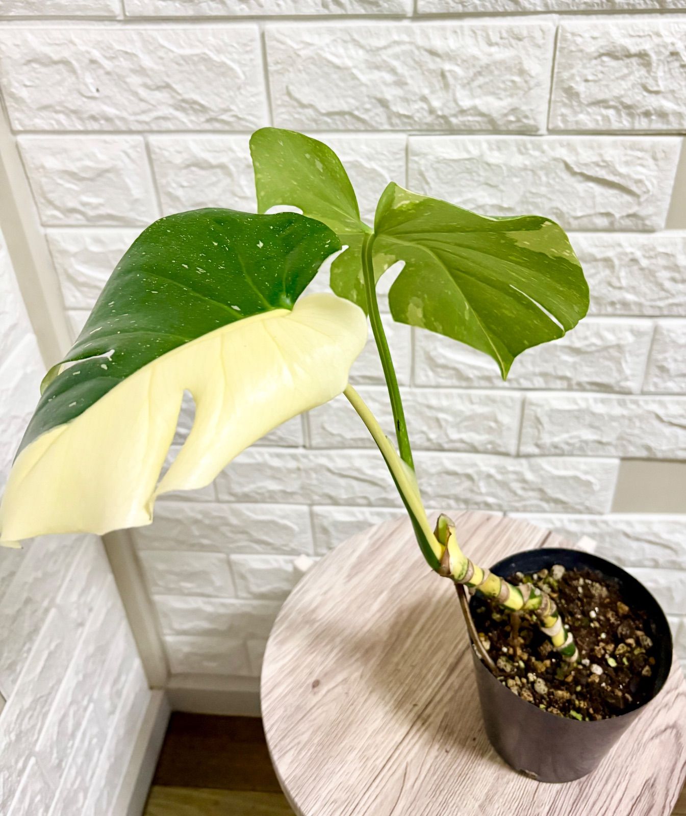 斑入りモンステラ⭐️タイコンステレーション 幹立ち⭐️観葉植物
