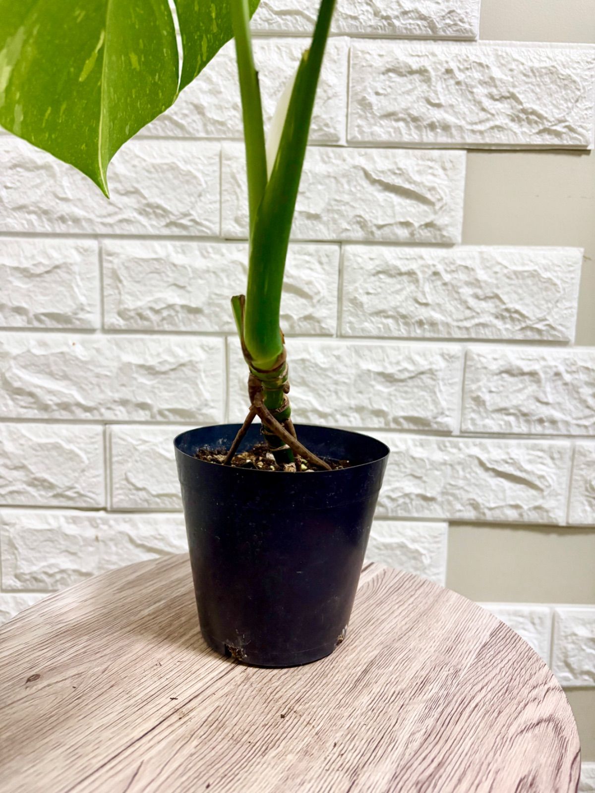 斑入りモンステラ⭐️タイコンステレーション 幹立ち⭐️観葉植物