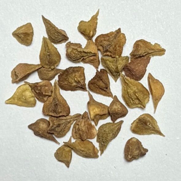 3月入荷 3粒 ボスウェリア・オクルタ Boswellia occulta 種子 - メルカリ