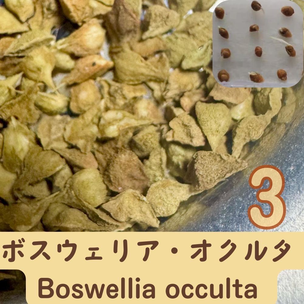 3月入荷 3粒 ボスウェリア・オクルタ Boswellia occulta 種子 - メルカリ