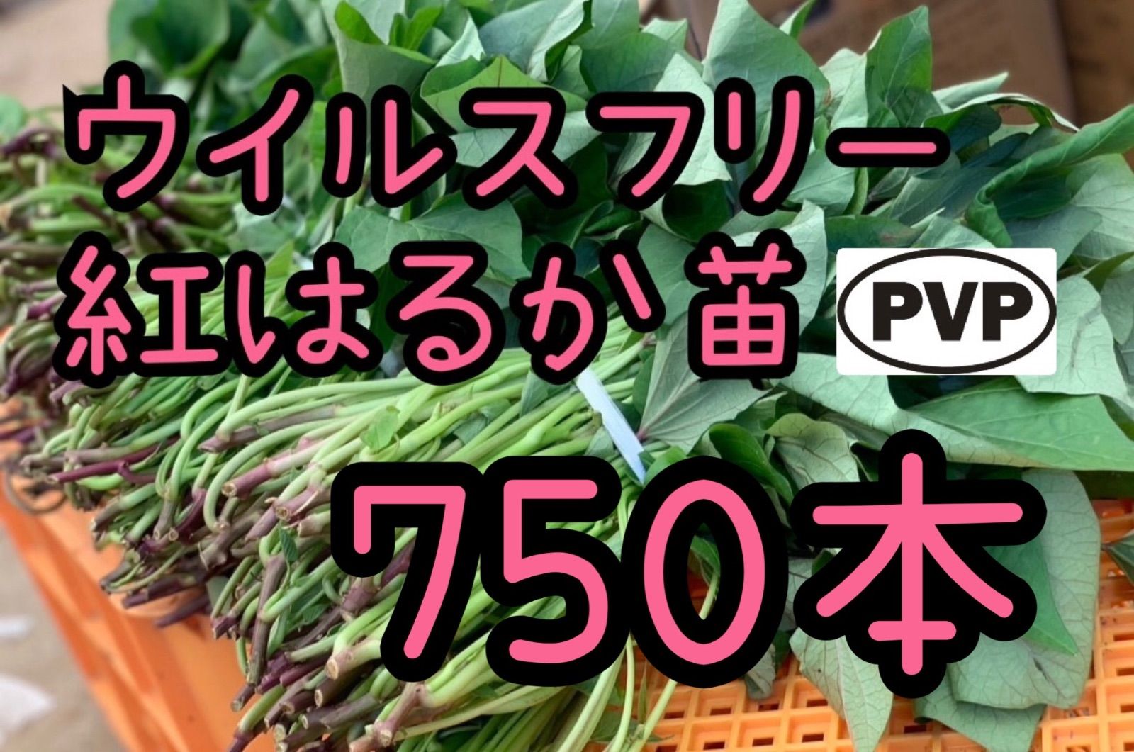 【特選品】紅はるか苗 ☆ 750本 6月上旬から発送開始