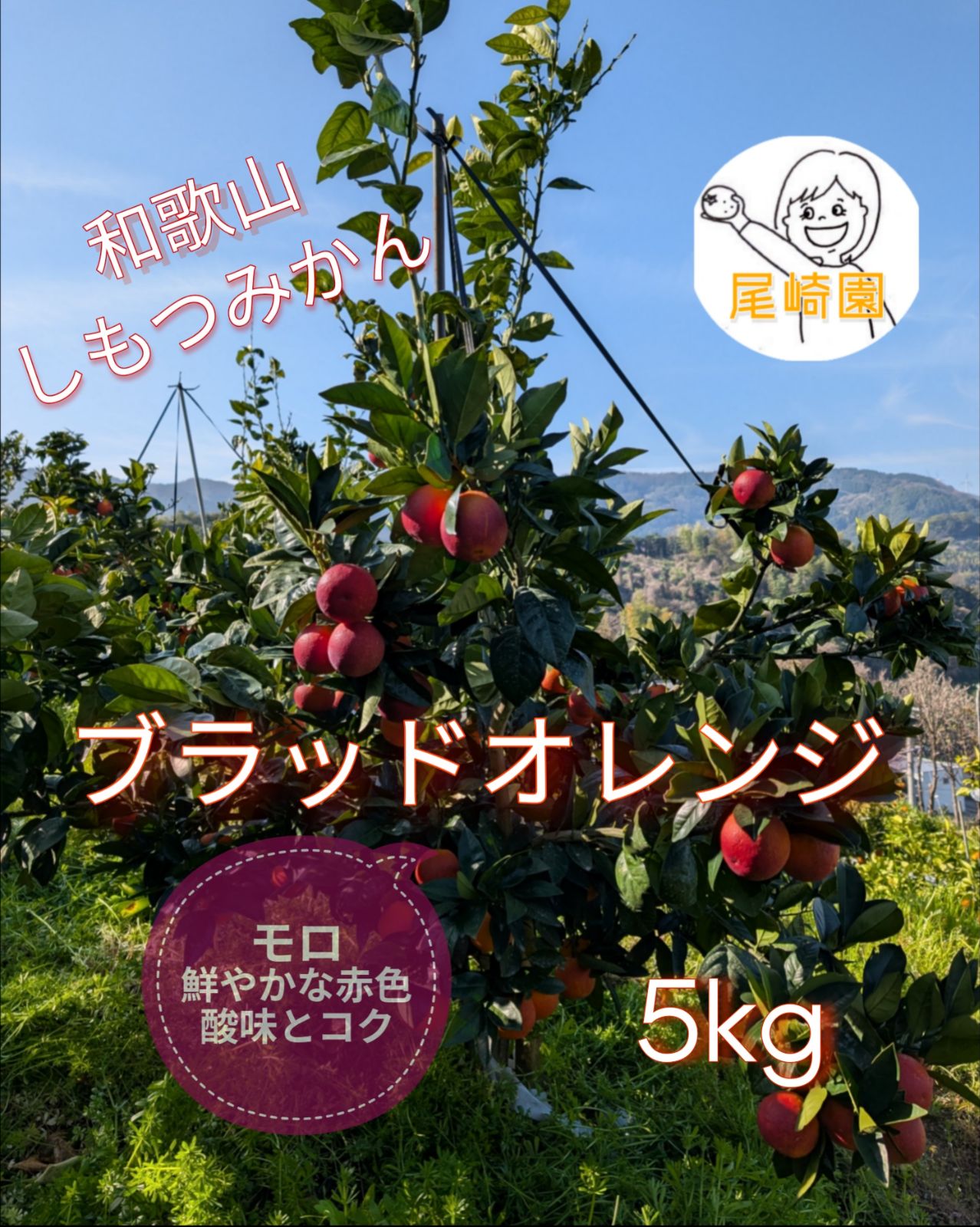 希少】和歌山産ブラッドオレンジ（タロッコ＆モロ）5kg - メルカリ