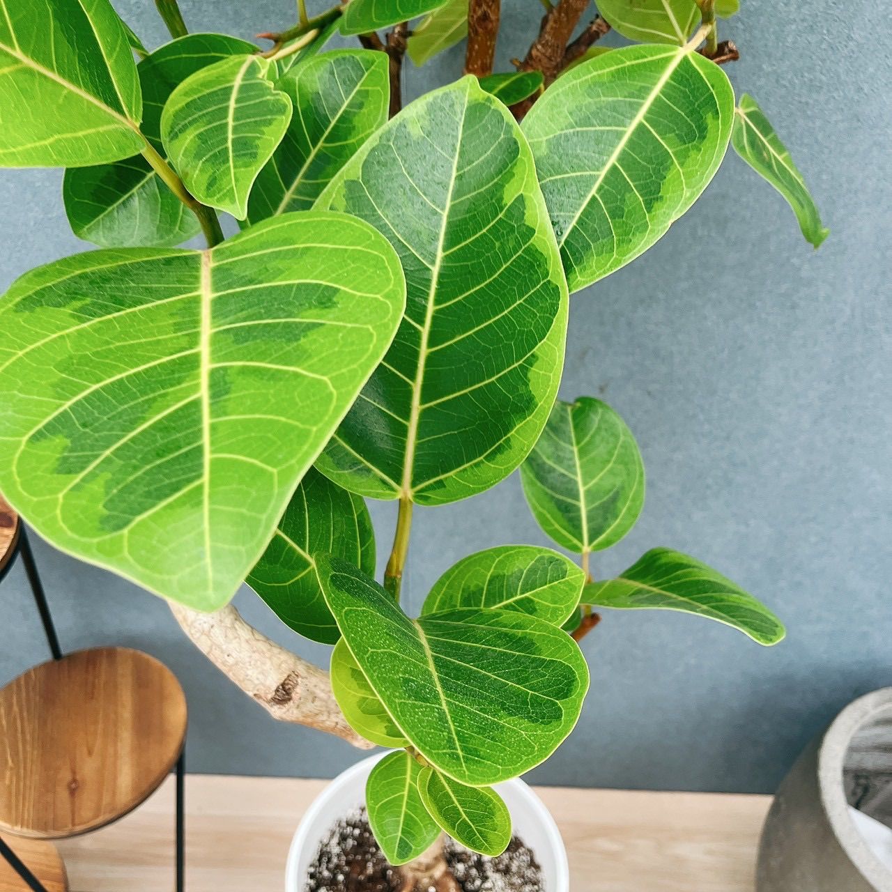 ［現品］H フィカス　アルテシマ　曲がり　8号　観葉植物　室内　大型　ゴムの木 在庫］フィカス アルテシマ 曲がり 8号 観葉植物 室内 大型 ゴムの木