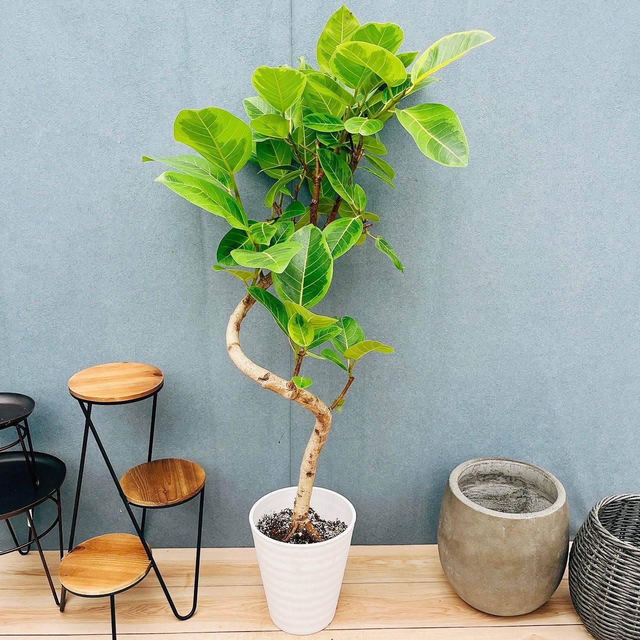 ［現品］17番　フィカス　アルテシマ　8号　観葉植物　室内　大型　ゴムの木　おしゃれ　かわいい 斑入り
