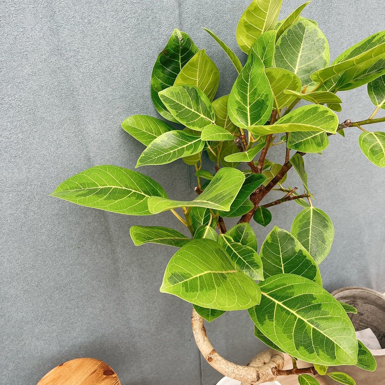 現品］17番 フィカス アルテシマ 8号 観葉植物 室内 大型 ゴムの木