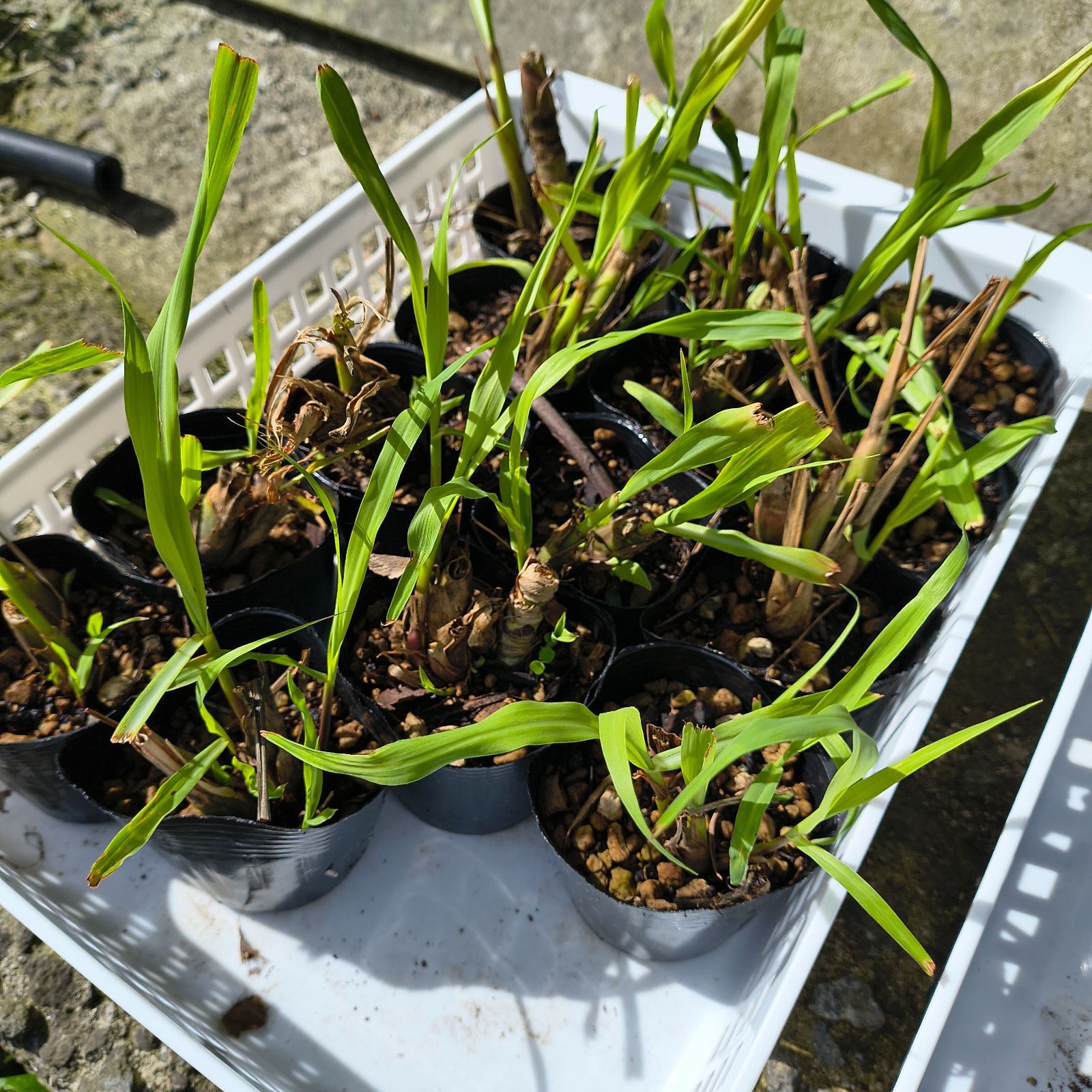 コスパ重視すぐに植えられる方向け】レモングラスの抜き苗 8本セット