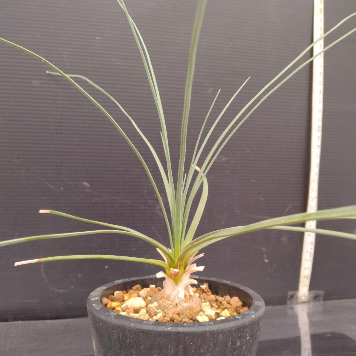 ①［希少］カリバナス フーケリー 実生 ¥13998→¥11998 A851 「塊根植物」カリバナス フーケリー 実生【発根未確認・多肉植物