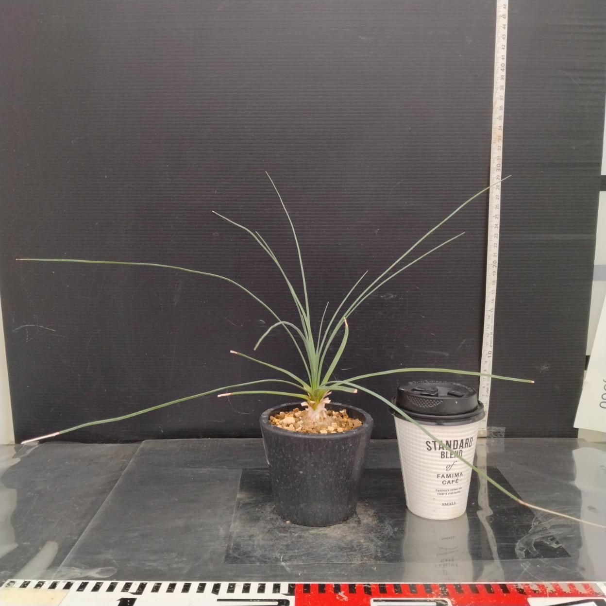 A851 「塊根植物」カリバナス フーケリー 実生【発根未確認・多肉植物