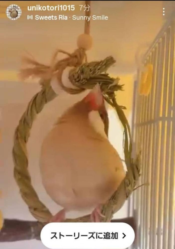 ii20 い草お試しセット インコ カジカジ、ガジガジおもちゃ バードトイ