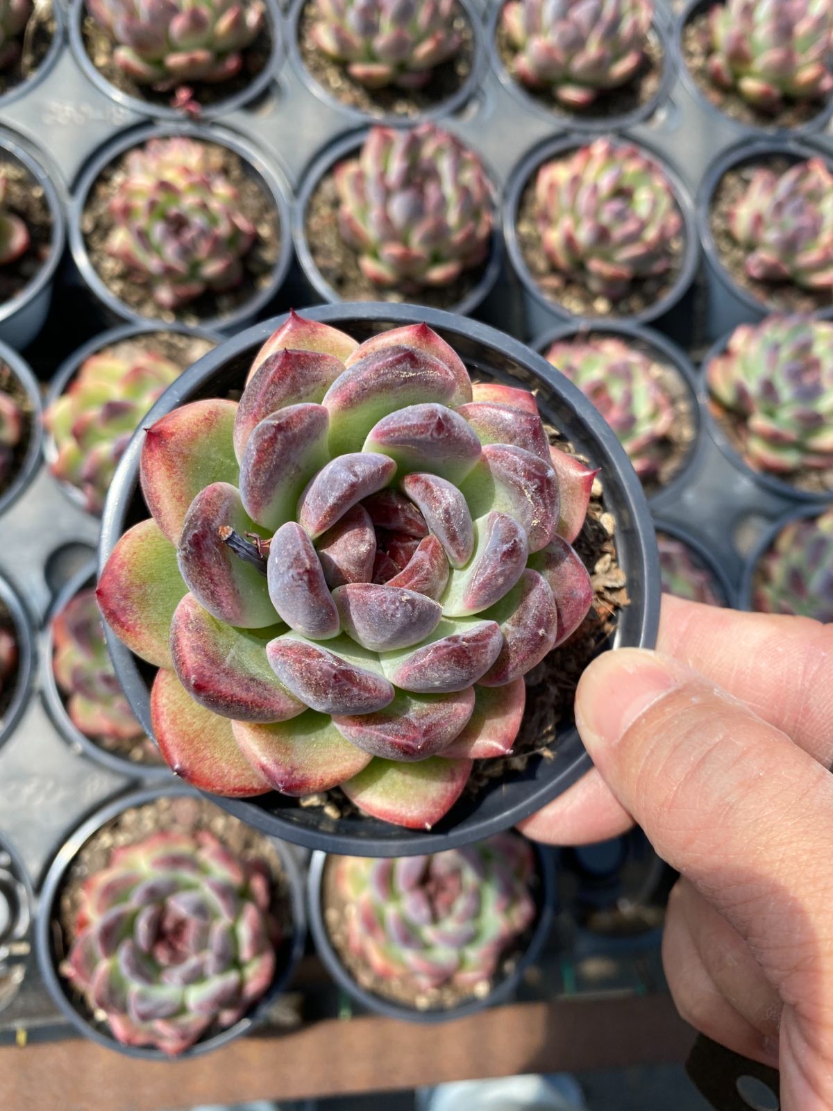 多肉植物　Z6185　チョンチンモリ　18株　抜き苗　エケベリア　セダム　アエオニウム　韓国苗　寄せ植え　詰め合わせ 9,158円