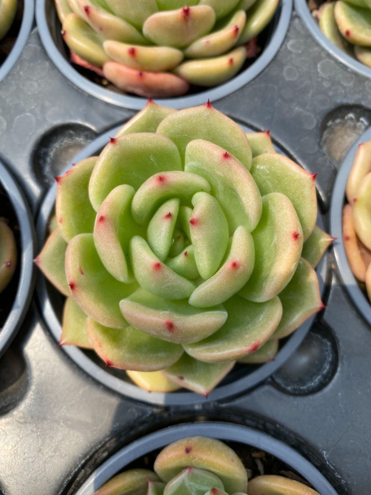 多肉植物　Z6176　キンキツ　18株　抜き苗　エケベリア　セダム　アエオニウム　韓国苗　寄せ植え　詰め合わせ