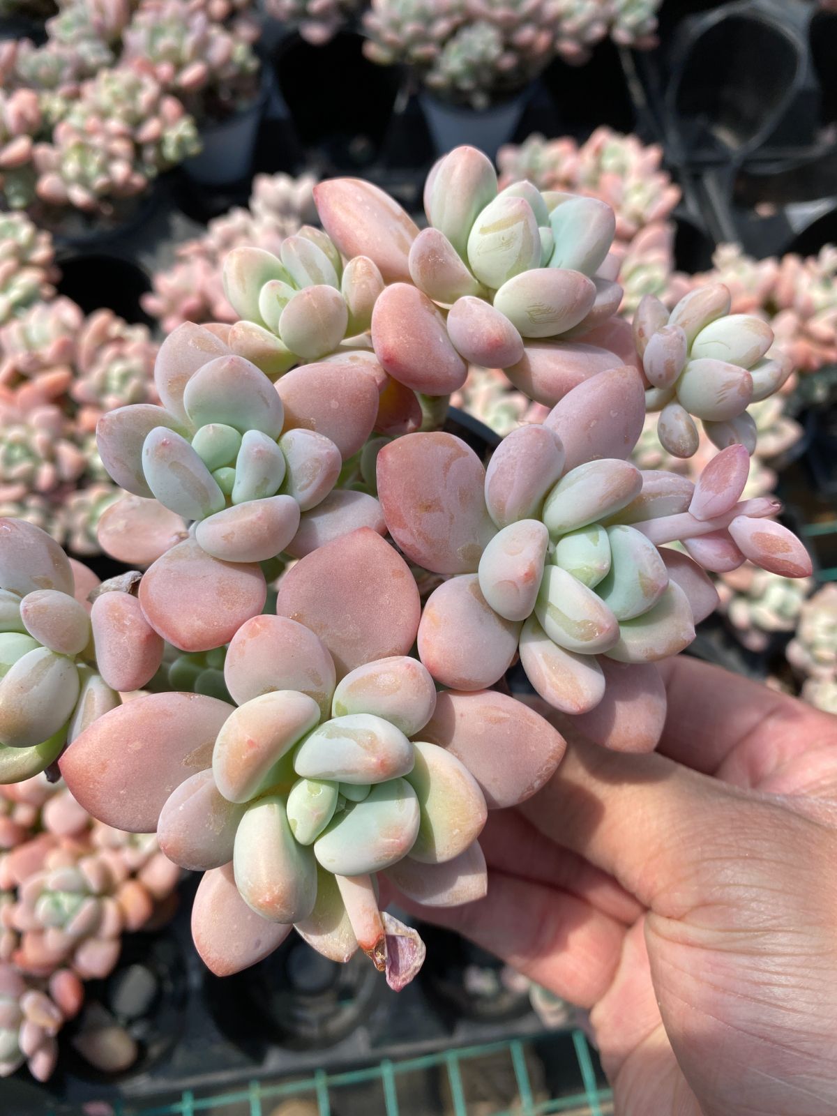 多肉植物 Z6187 ラクジン 18株 抜き苗 エケベリア セダム アエオニウム 韓国苗 寄せ植え 詰め合わせ