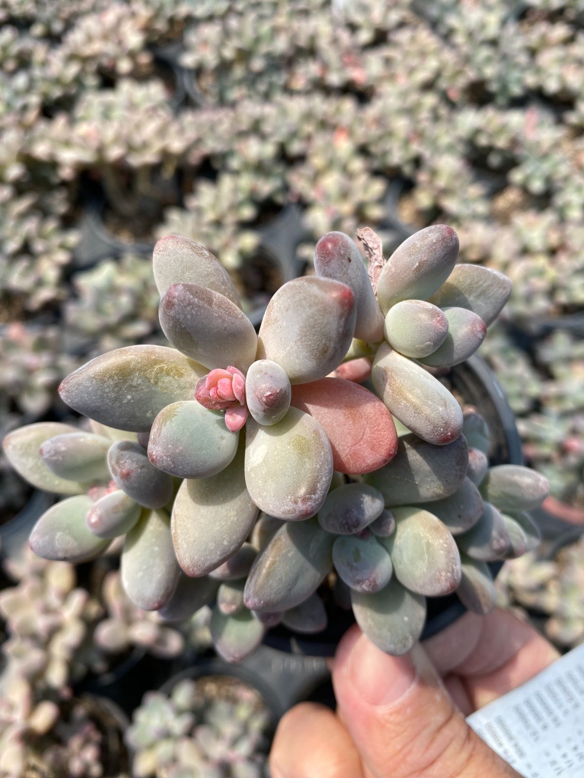 多肉植物　Z6178　リンゴビジン　18株　抜き苗　エケベリア　セダム　アエオニウム　韓国苗　寄せ植え　詰め合わせ