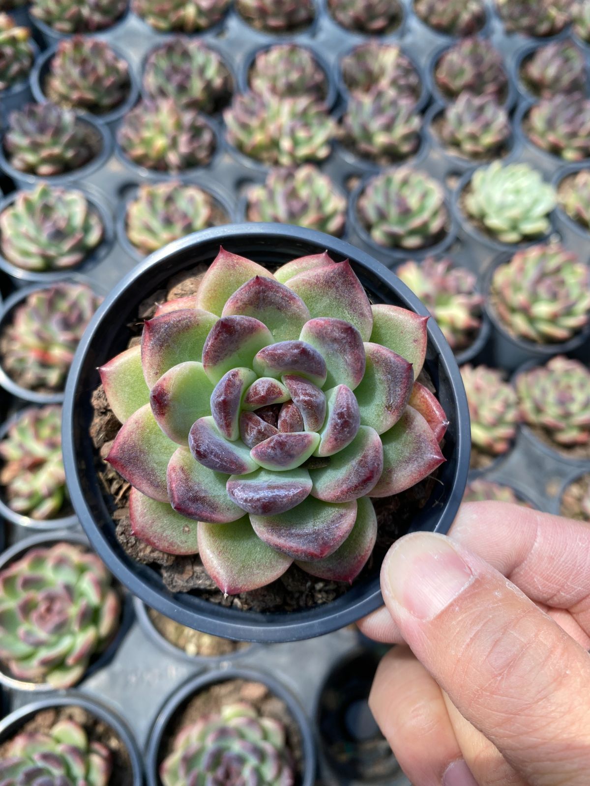 多肉植物　Z6183　チョンチンモリ　18株　抜き苗　エケベリア　セダム　アエオニウム　韓国苗　寄せ植え　詰め合わせ