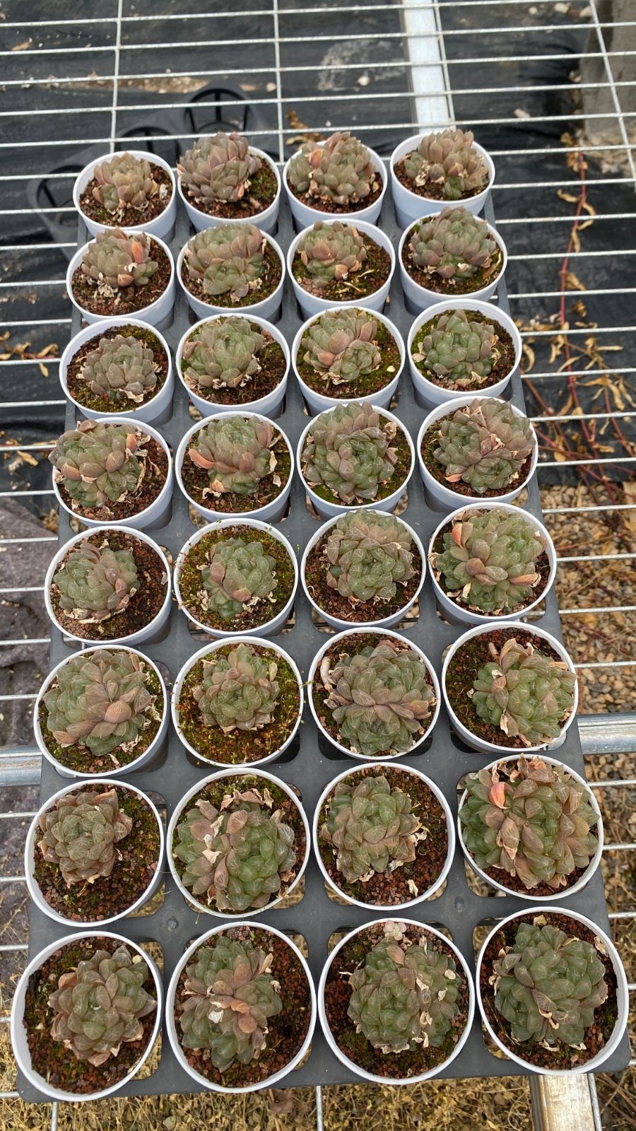 セール　コウシギョクロ　12株セット　抜き苗　美苗　エケベリア　多肉植物　佐川発送　P1132
