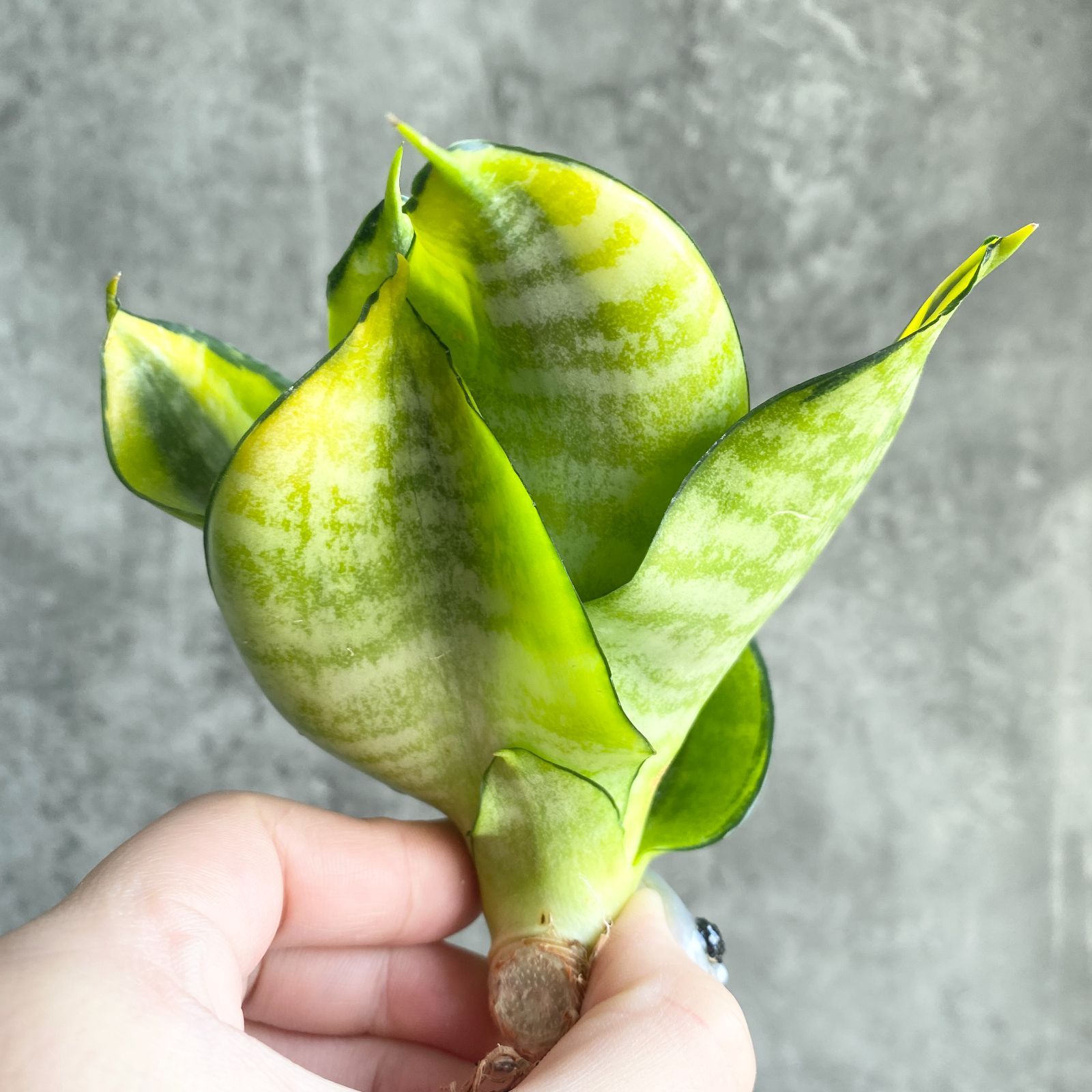 観葉植物 K*g様 サンスベリア ロリダ 縞斑 希少株 インドネシア直輸入株