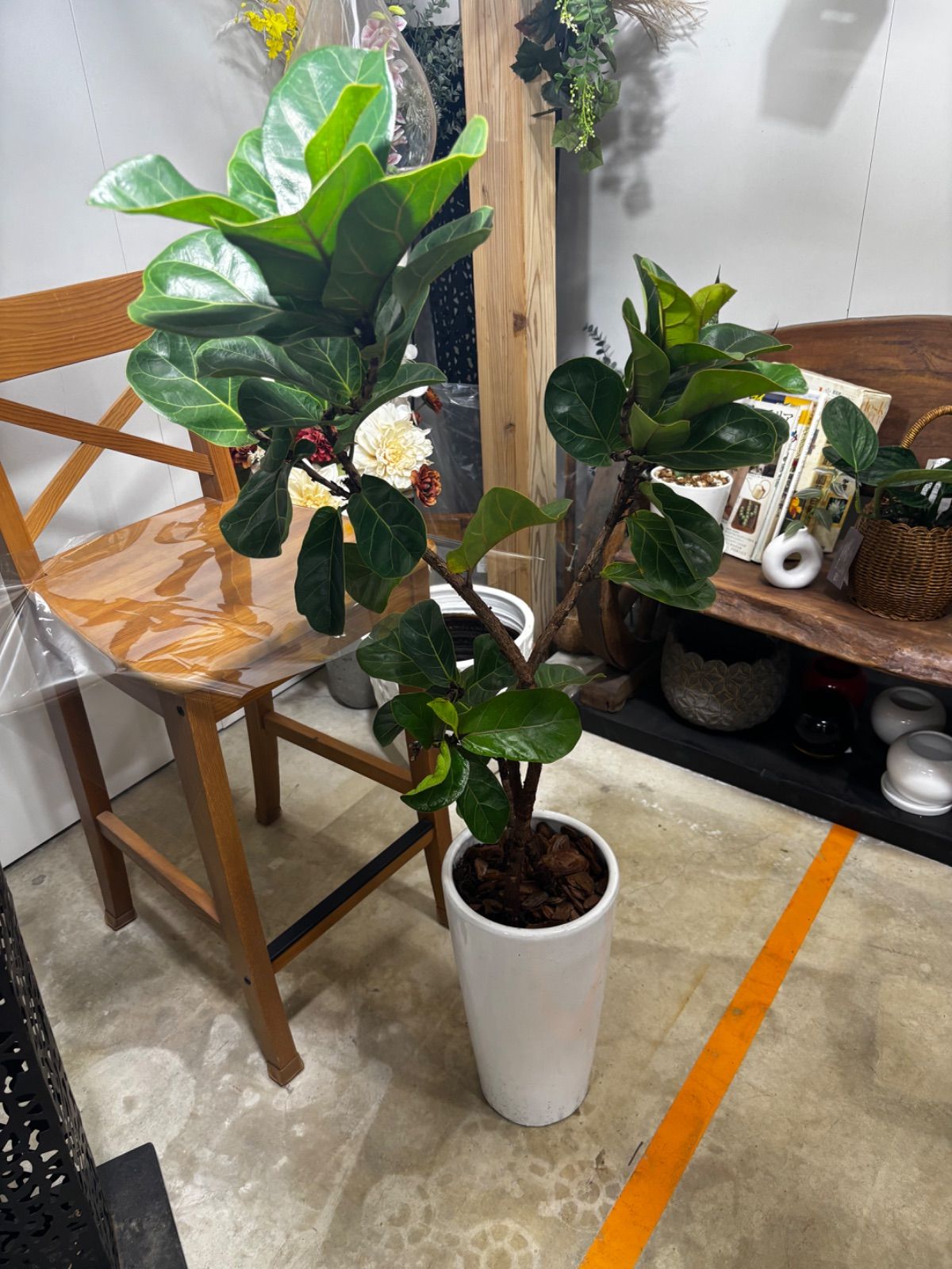 フィカス・バンビーノ　7号　白陶器鉢　受け皿付　ゴムの木 　観葉植物　インテリア　グリーン　インドア　屋内　リビング　オフィス　ショップ　オシャレ