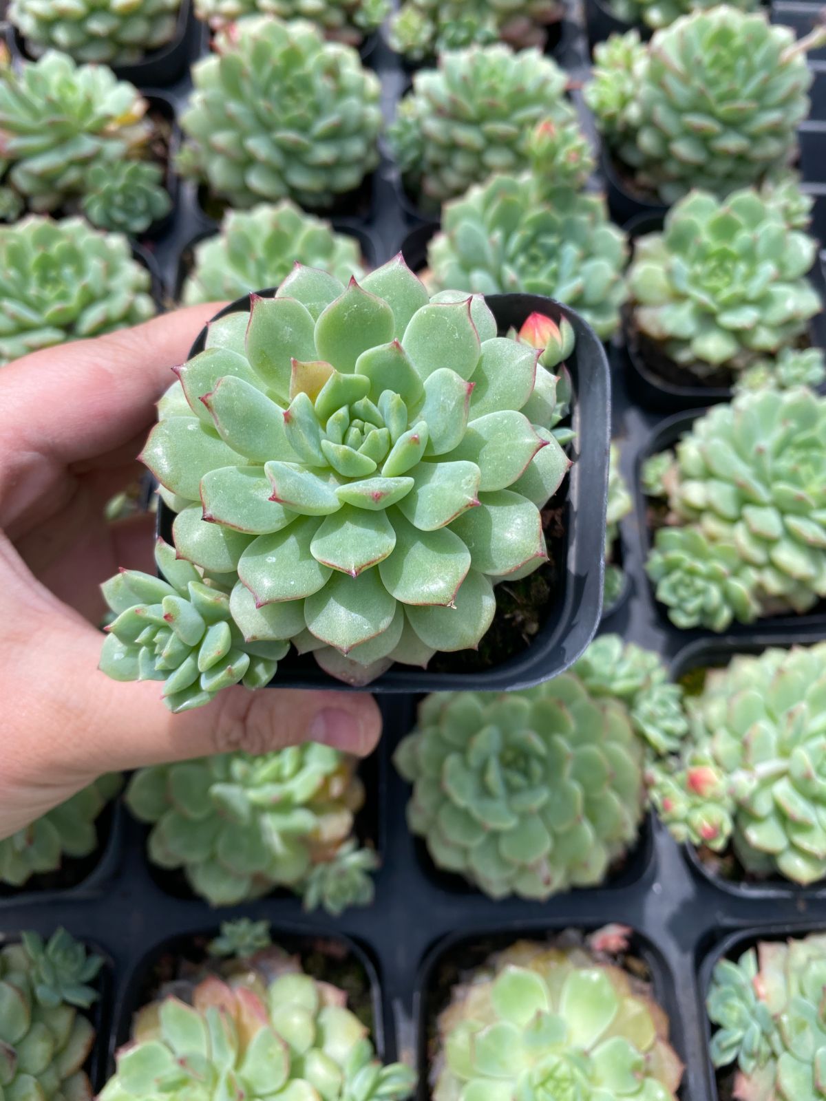 72苗×パーク 多肉植物 エケベリア セダム アエオニウム