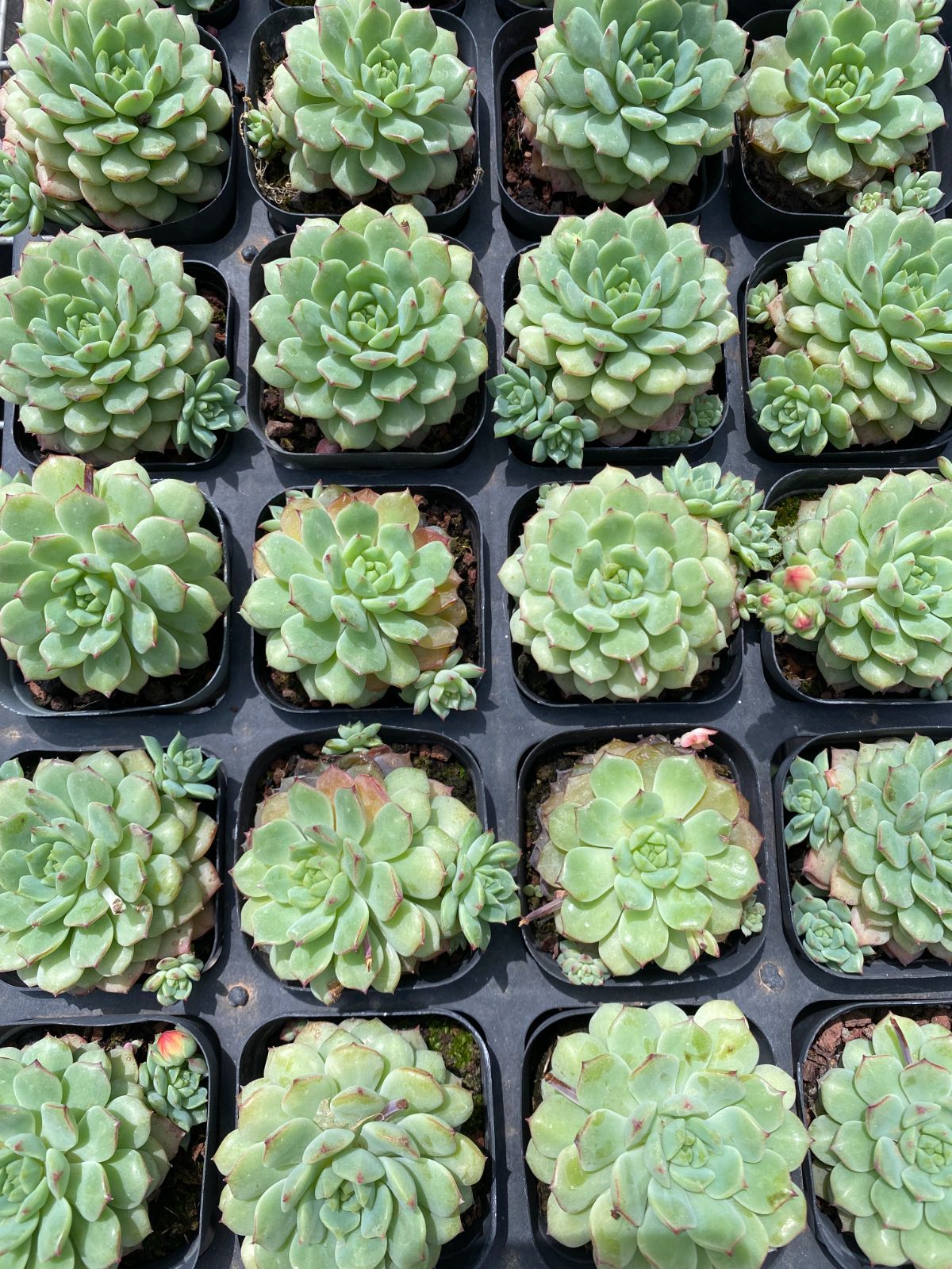 72苗×パーク 多肉植物 エケベリア セダム アエオニウム