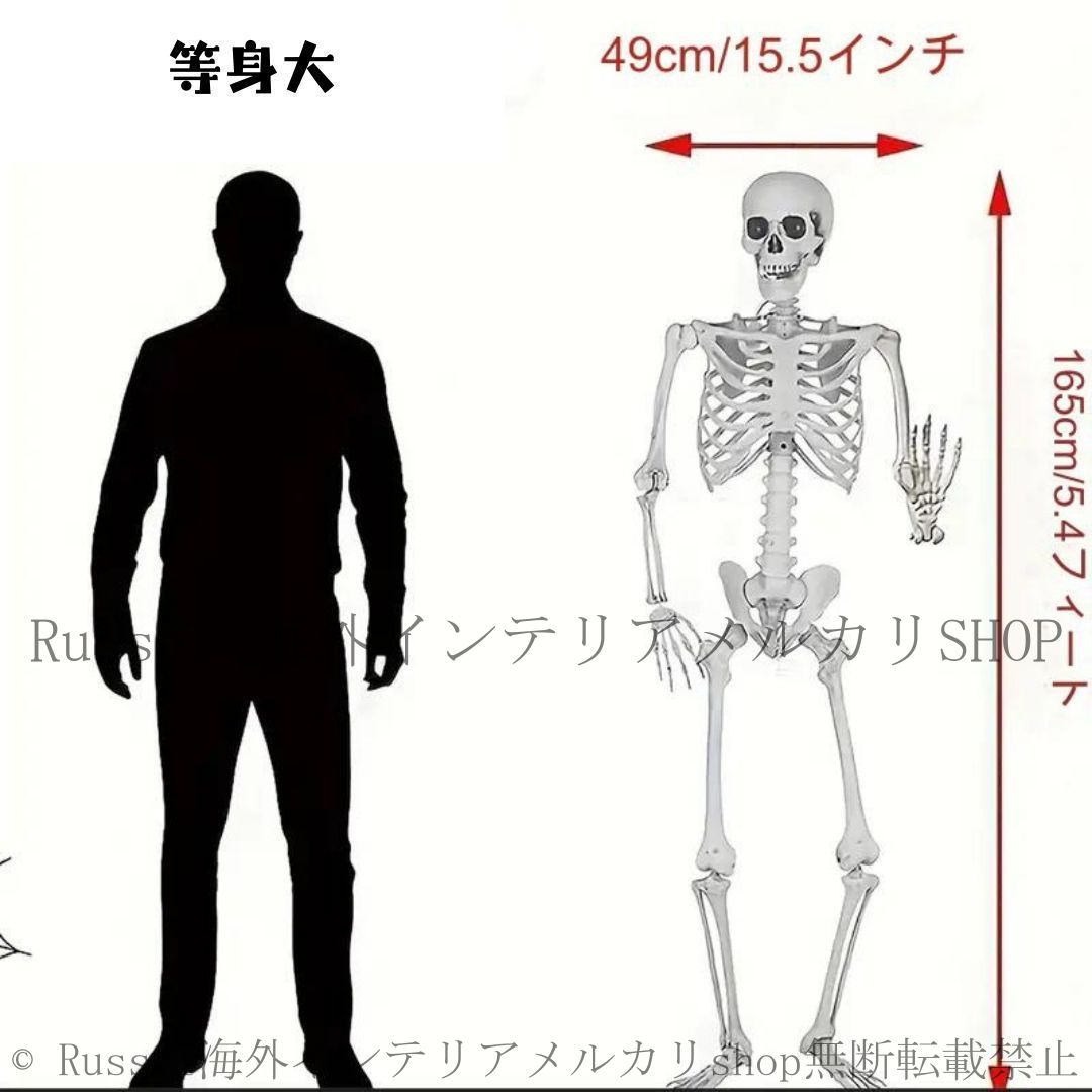 置物 オブジェ 骸骨 ガイコツ ドクロ スケルトン 全身 標本 等身大