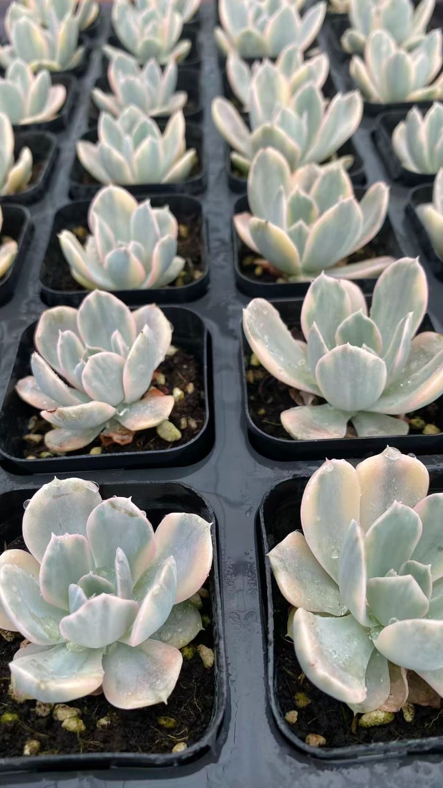 多肉植物 P1418 ピーシーニシキ 28株 抜き苗 エケベリア セダム