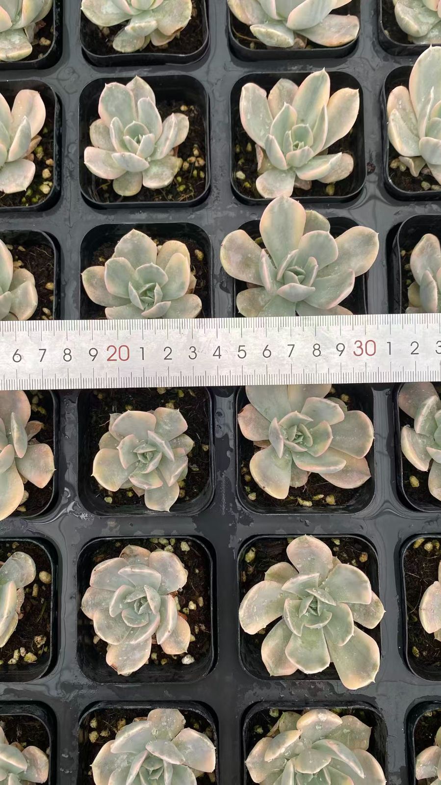 多肉植物 P1418 ピーシーニシキ 28株 抜き苗 エケベリア セダム
