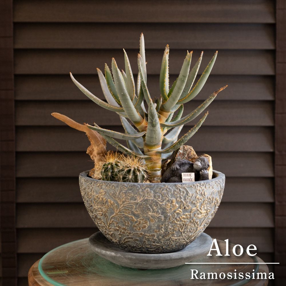 アロエ ラモシシマ + 弁慶柱 Aloe ramosissima サボテン 7号 陶器鉢 寄せ植え 0428BG