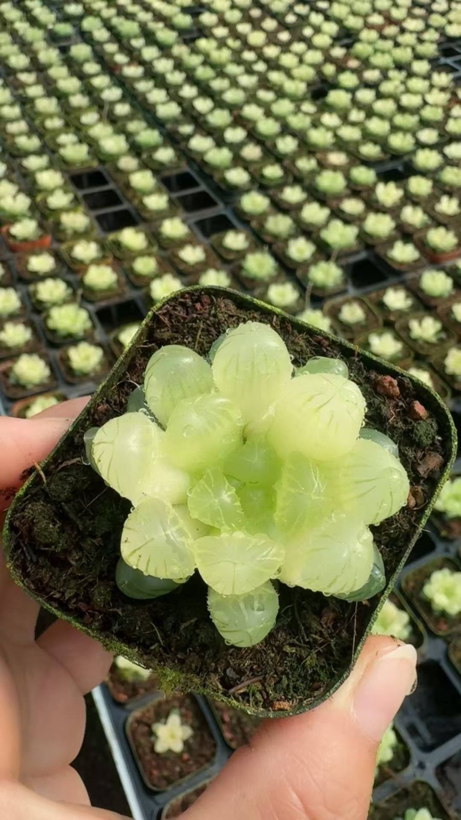 新入荷 コハク×24株 Z6493抜き苗 多肉植物 詰め合わせ アエオニウム