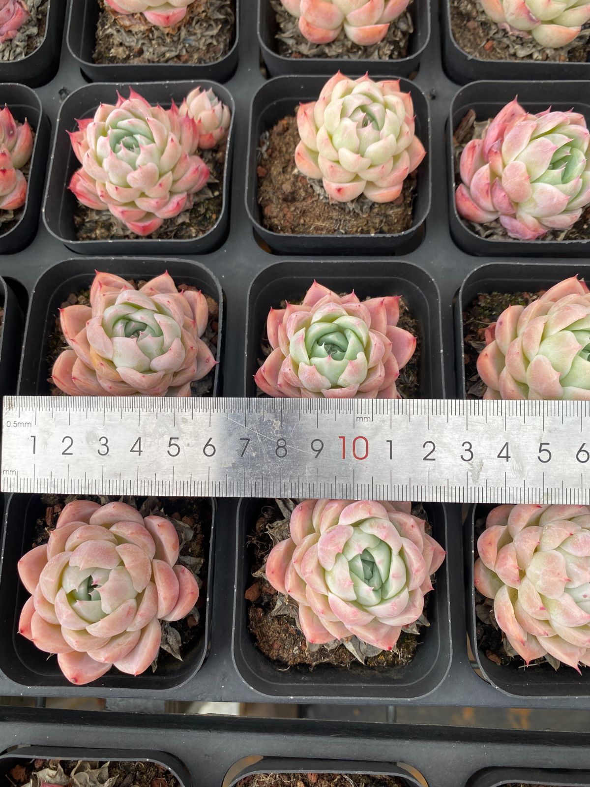 新入荷 18株の抜き苗セット アイスクリーム 多肉植物 佐川急便発送
