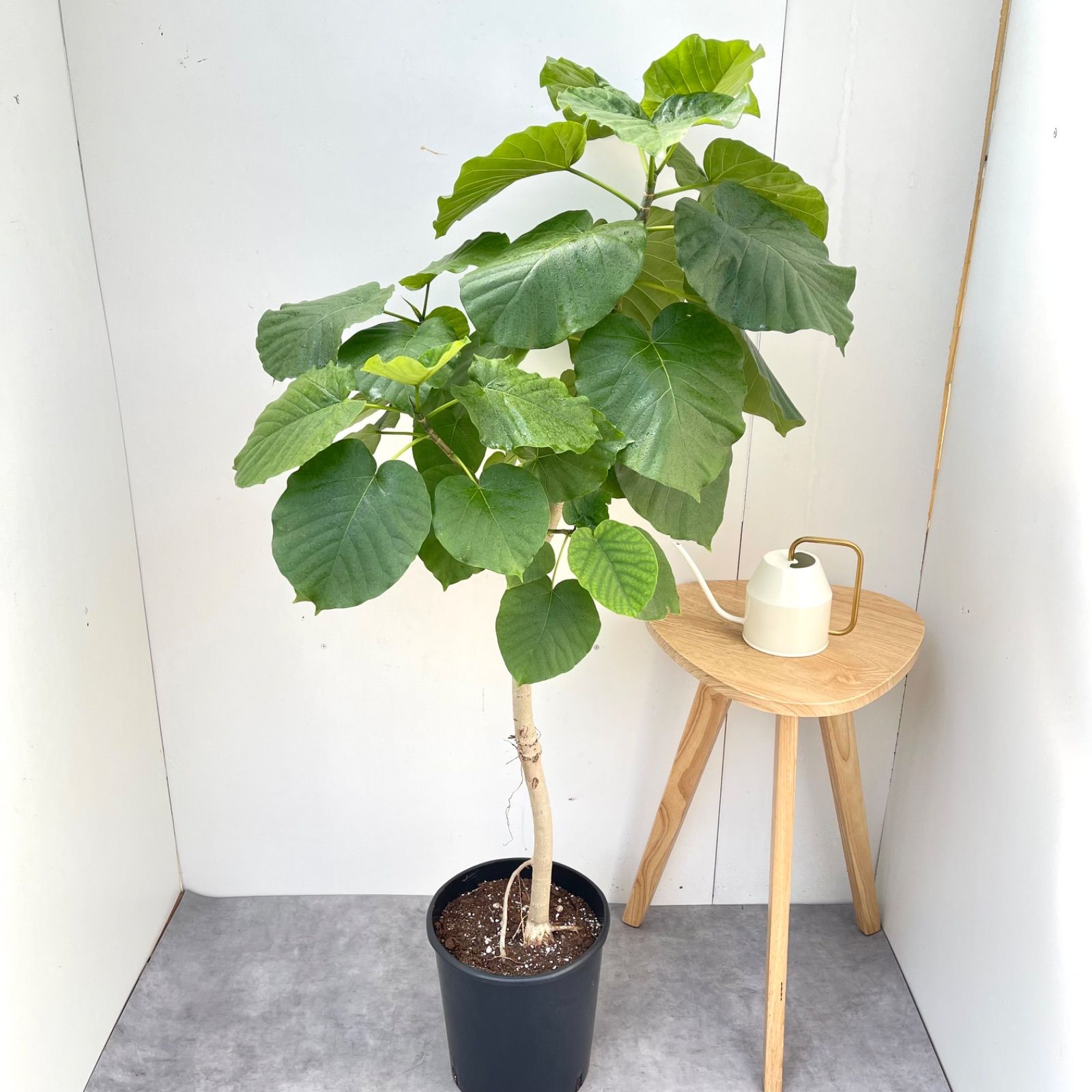 フィカス　ウンベラータ　曲がり　32【現品】観葉植物　室内　大型